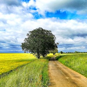 Tree on field against sky