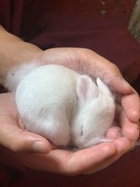 Close-up of hand holding white teddy bear
