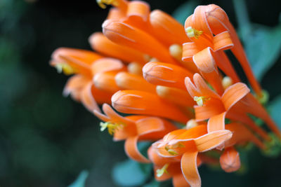 Close-up of orange flower