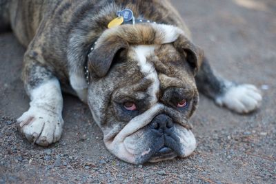 Close-up portrait of dog lying down