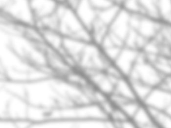 Full frame shot of tree