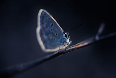 Close-up of butterfly on plant