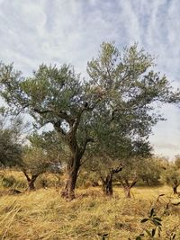 Trees on field against sky