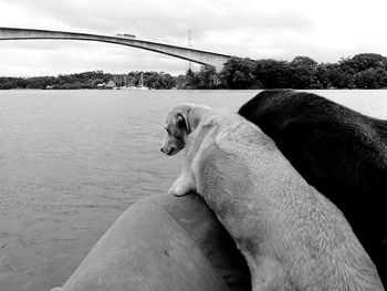 Dog on bridge over river against sky
