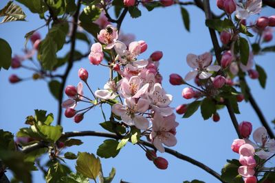 Low angle view of cherry blossom tree