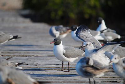 Seagulls perching on a beach