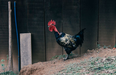 Rooster by wooden wall at farm