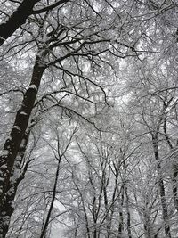 Low angle view of bare trees in forest