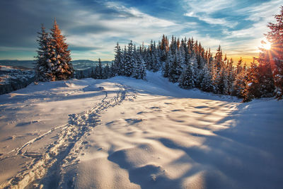 Trees on snow covered landscape against sky