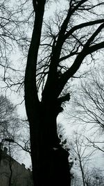 Low angle view of bare trees against sky