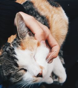 Close-up of cat on hand