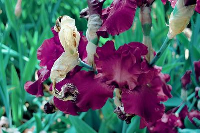 Close-up of pink flowering plants