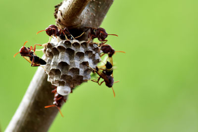 Close-up of bee on leaf