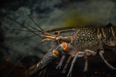 Close-up of lobster swimming undersea