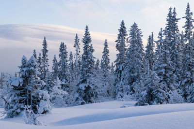 Snow covered land and trees against sky