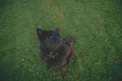 Dog on field