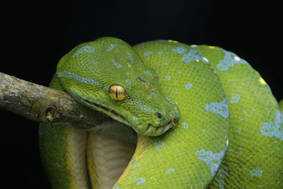 Close-up of green snake on branch against black background