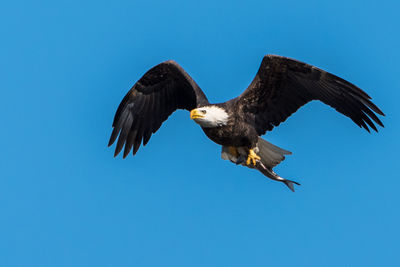 Low angle view of birds flying against blue sky