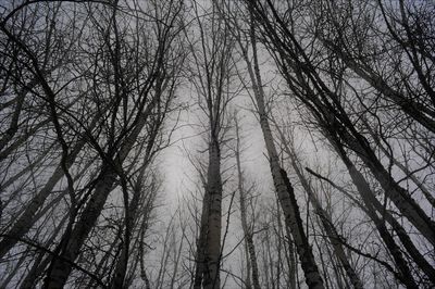 Low angle view of bare trees in winter
