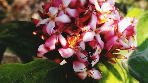 Close-up of pink flowers on tree