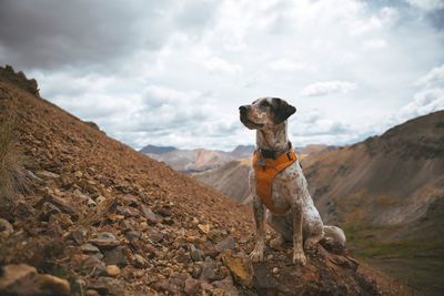 Dog looking away on rock against sky