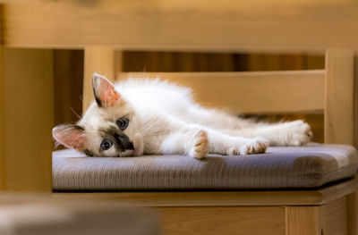 Portrait of cat resting on sofa