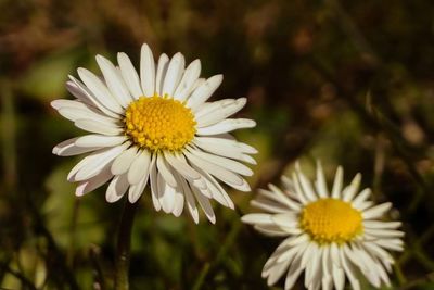 Close-up of white daisy flower