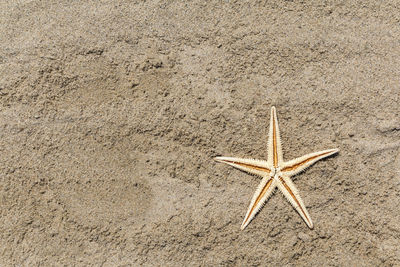 Close-up of starfish on sand