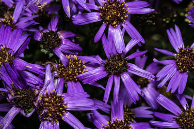 Close-up of purple flowers