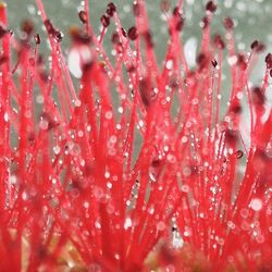 Close-up of water drops on plant