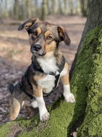 Portrait of dog sitting on land