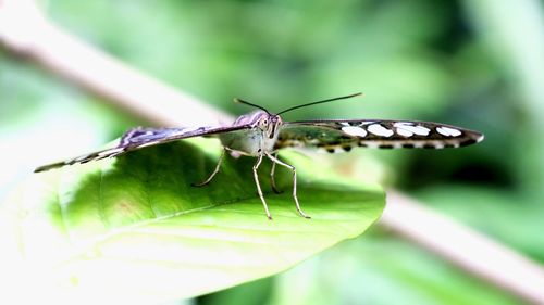 Close-up of insect on leaf