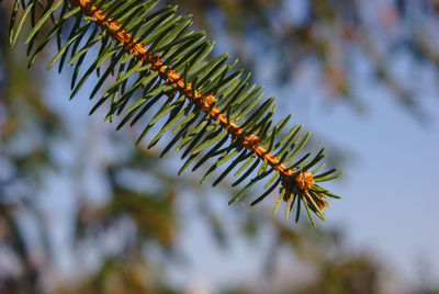 Low angle view of pine tree