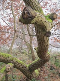 Low angle view of lizard on tree against sky