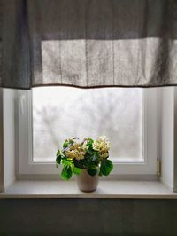 Potted plant in vase against window at home