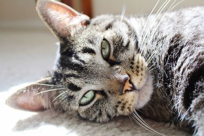 Close-up of a cat resting