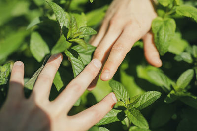 Close-up of hand holding leaves