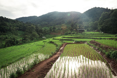 Scenic view of agricultural field against sky