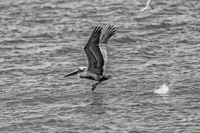 Bird flying swimming in water