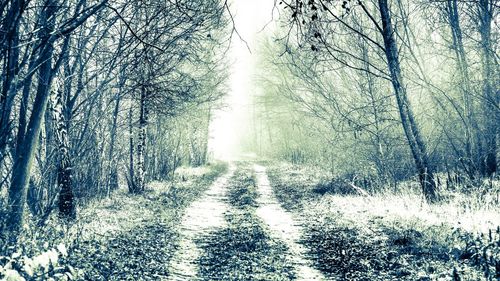 Road passing through bare trees