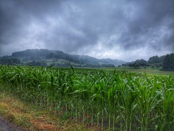 Scenic view of agricultural field against sky