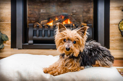 Portrait of yorkshire terrier relaxing on cushion by fireplace at home