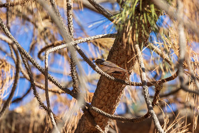 Bird perching on branch