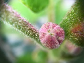 Close-up of pink flower