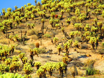 View of trees on landscape