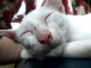 Close-up of cat sleeping