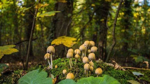 Close-up of mushrooms growing on field