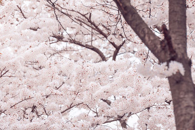 Low angle view of cherry blossom tree