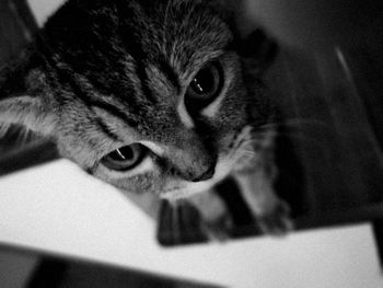Close-up of cat resting on bed