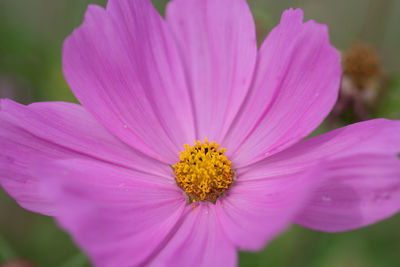 Close-up of pink flower growing on field